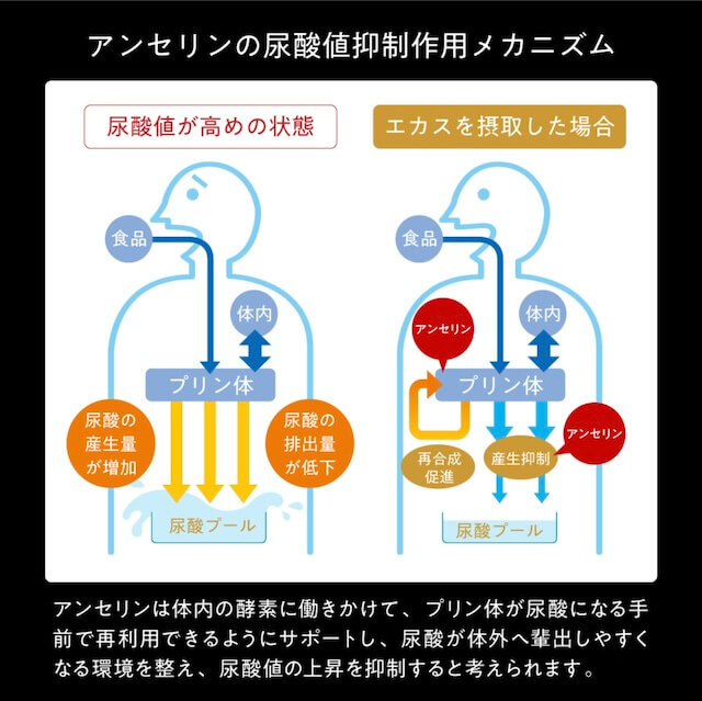 エカスの成分アンセリンの尿酸値を下げる作用機序