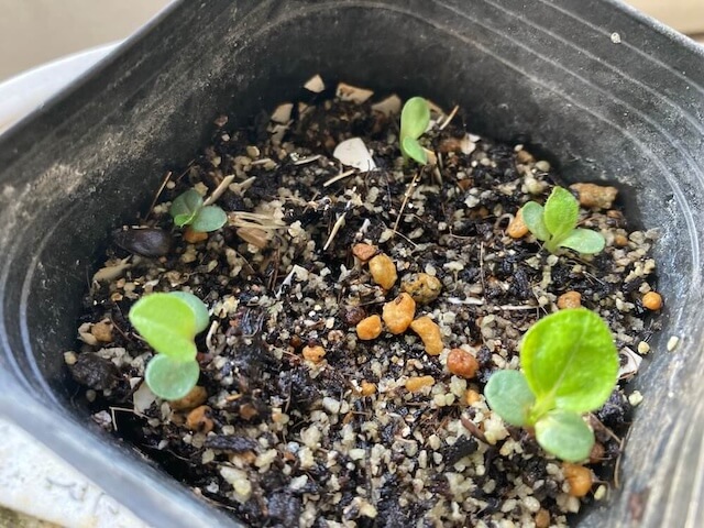 エキナセアの発芽から本葉