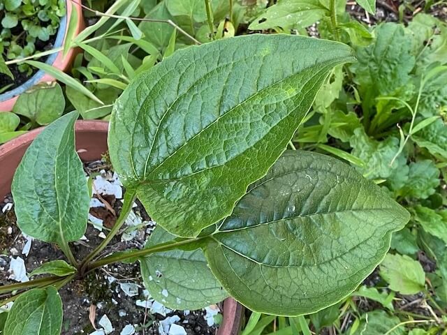 大きくなったエキナセアの葉っぱ