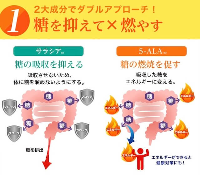 糖ダウンアラシアの働き
