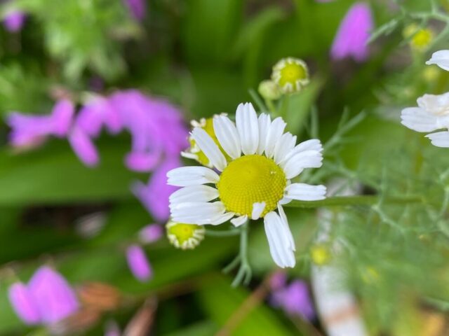 ジャーマンカモミール