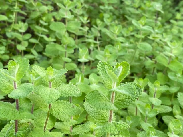 アップルミント