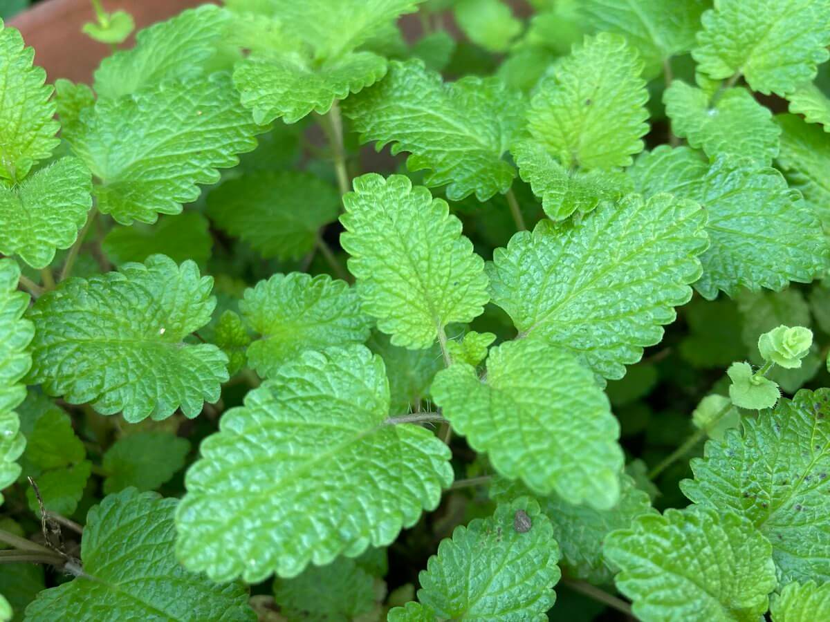 レモンバーム(メリッサ)