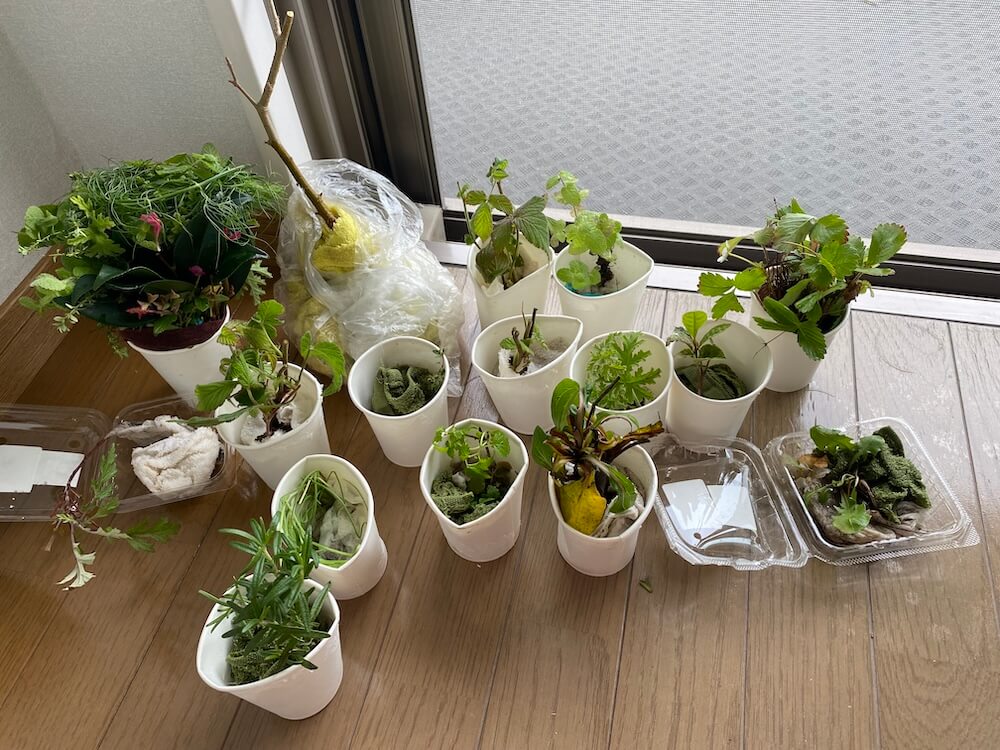 沖縄那覇マンションの窓辺でひと休み中の苗達