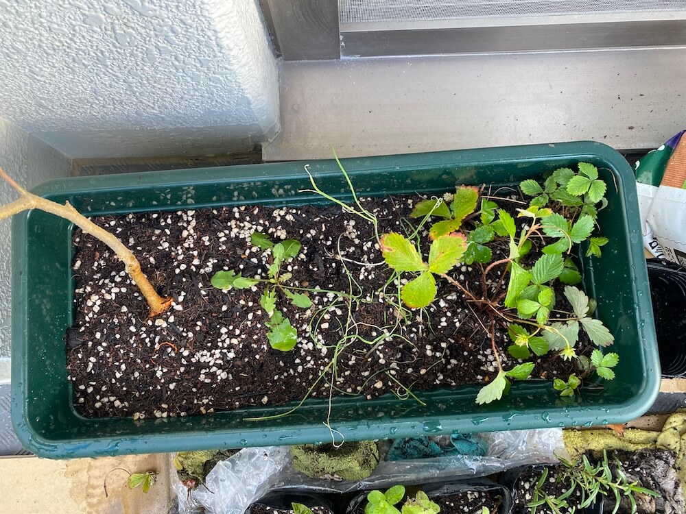 プランターに植えたマルベリー(桑)タンポポ、ノビル、ワイルドストロベリー