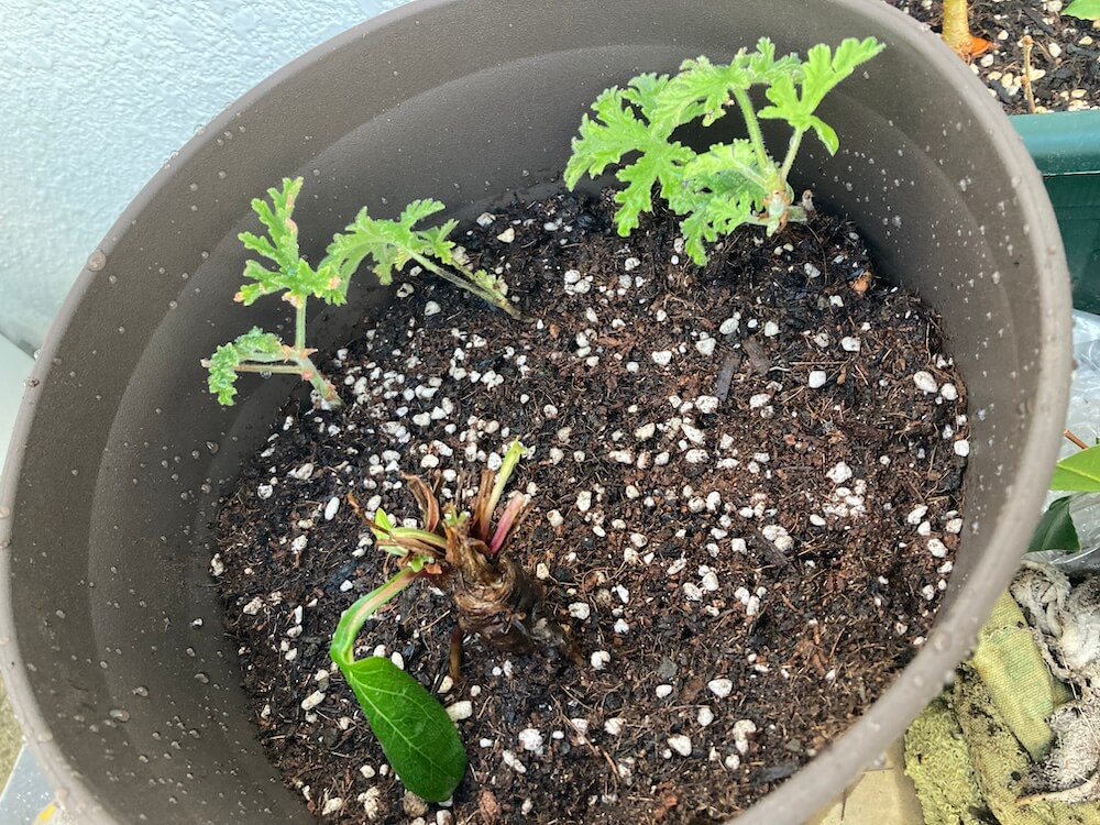 ローズゼラニウムとエキナセアの寄せ植え