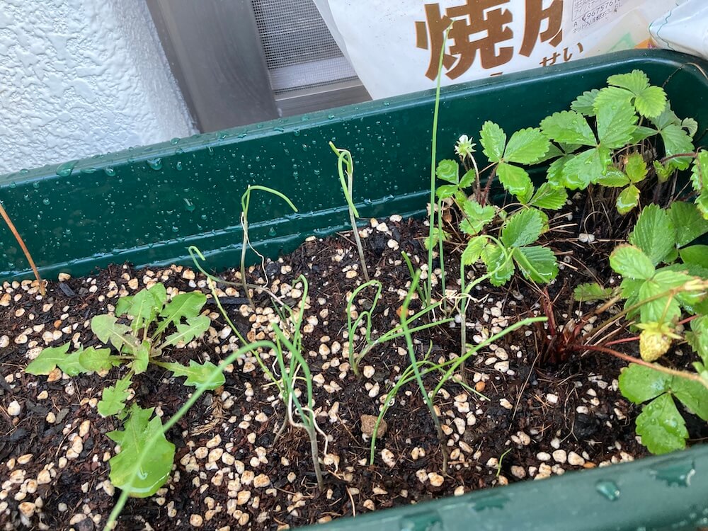 ますます元気になるタンポポ、ワイルドストロベリー、ノビル