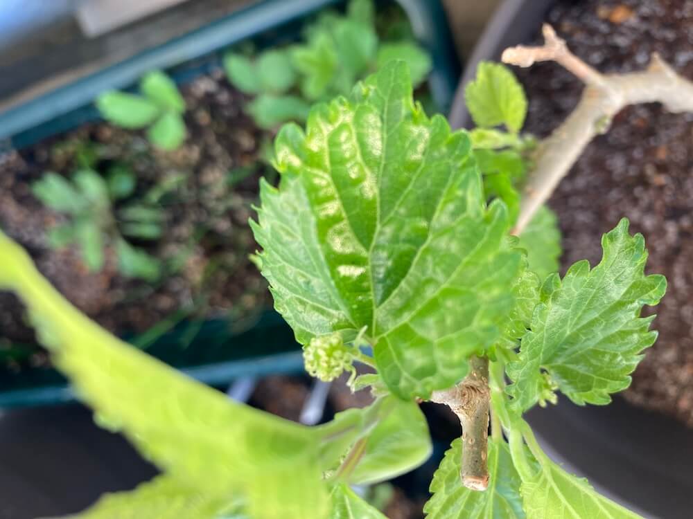 マルベリーの葉っぱと小さな花