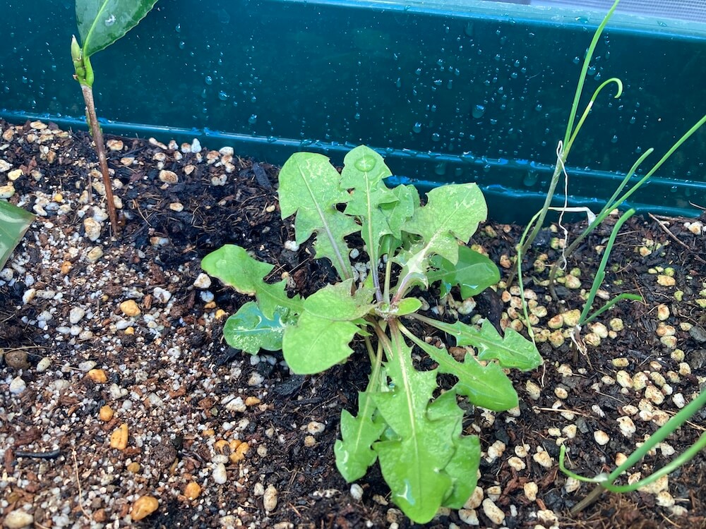 元気になるタンポポ