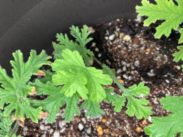 ベランダで育つローズゼラニウム