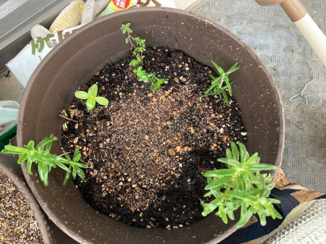 ベランダで育つローズマリーやレモンタイム