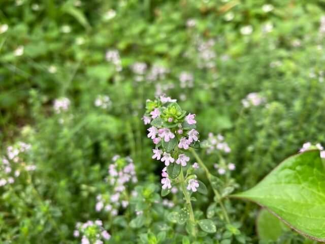 レモンタイムの花