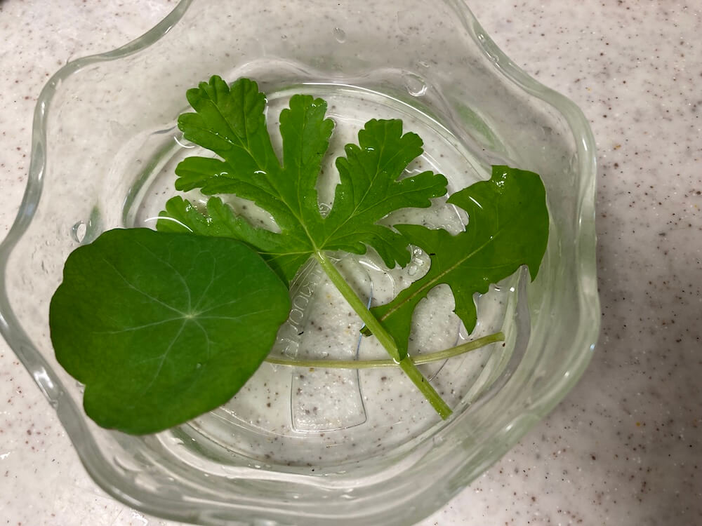 ローズゼラニウムとナスタチウムとタンポポの葉っぱ